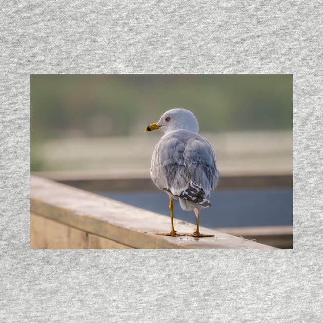 Ring-billed Gull Handrail Walker by Debra Martz